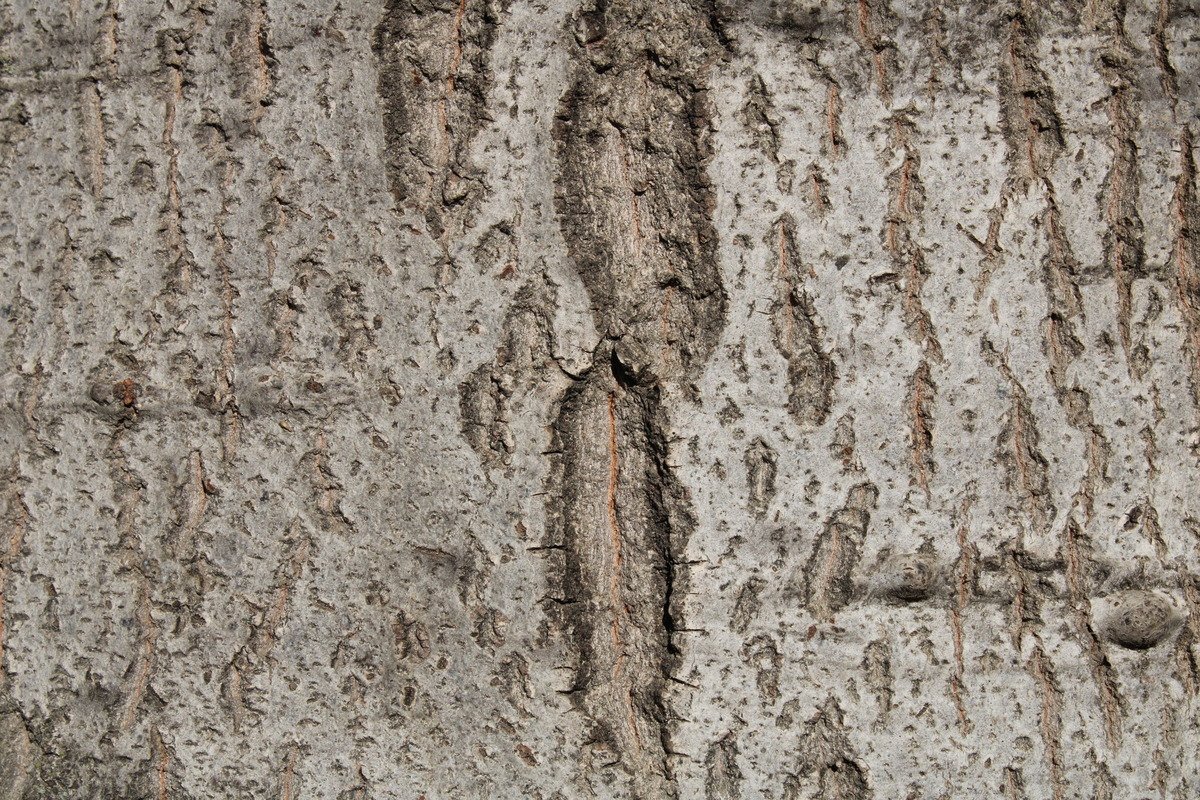 Brown Tree Bark